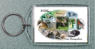 NH Wildlife Collage #1